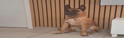 Pastore Belga cani in vendita: Cuccioli pastore belga Malinois con Pedigree ENCI - Annuncio 13