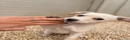 Meticcio cani in regalo: la tenera ZOE - Annuncio 3
