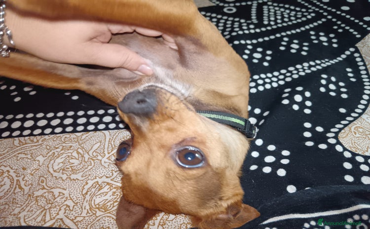 Pinscher Tedesco cani a Città Metropolitana di Genova - Annuncio 1