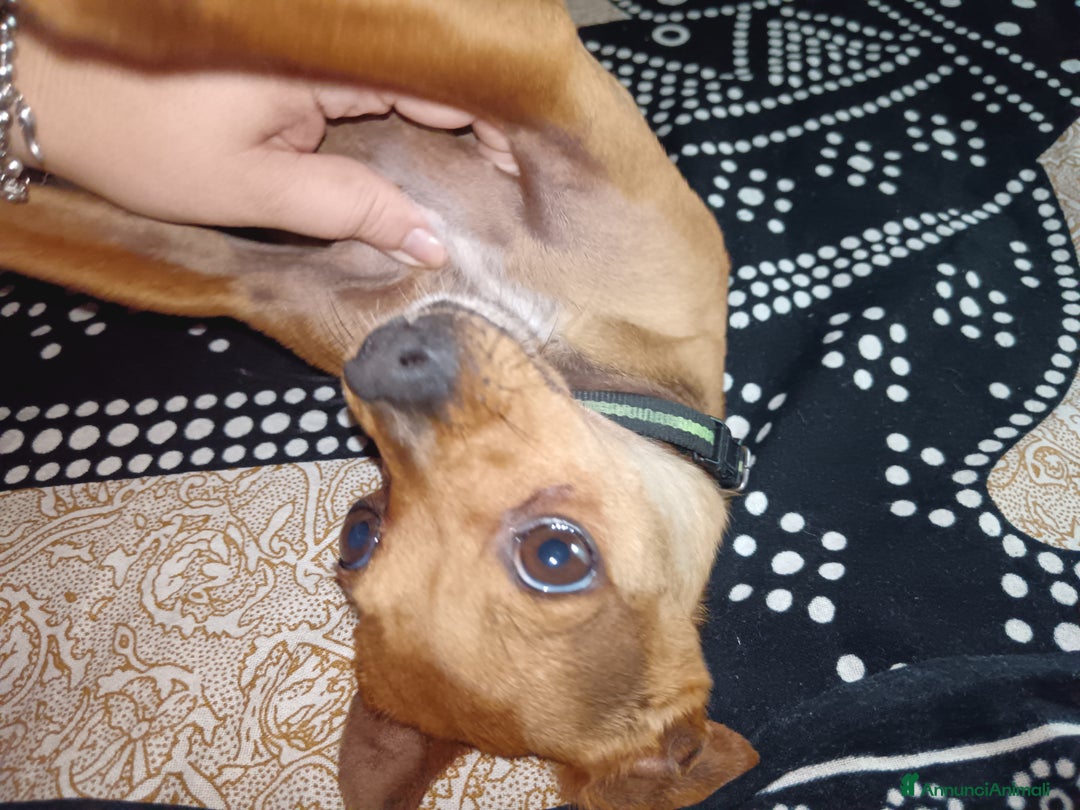 Pinscher Tedesco cani per accoppiamento: Accoppiamento  a Città Metropolitana di Genova - Immagine 1
