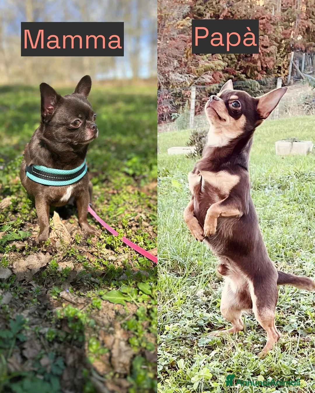 Chihuahua cani in vendita: Chihuahua Pedigree Enci - Annuncio 4