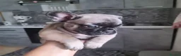 Bulldog Francese cani in vendita: Bulldog francese  - Annuncio 5