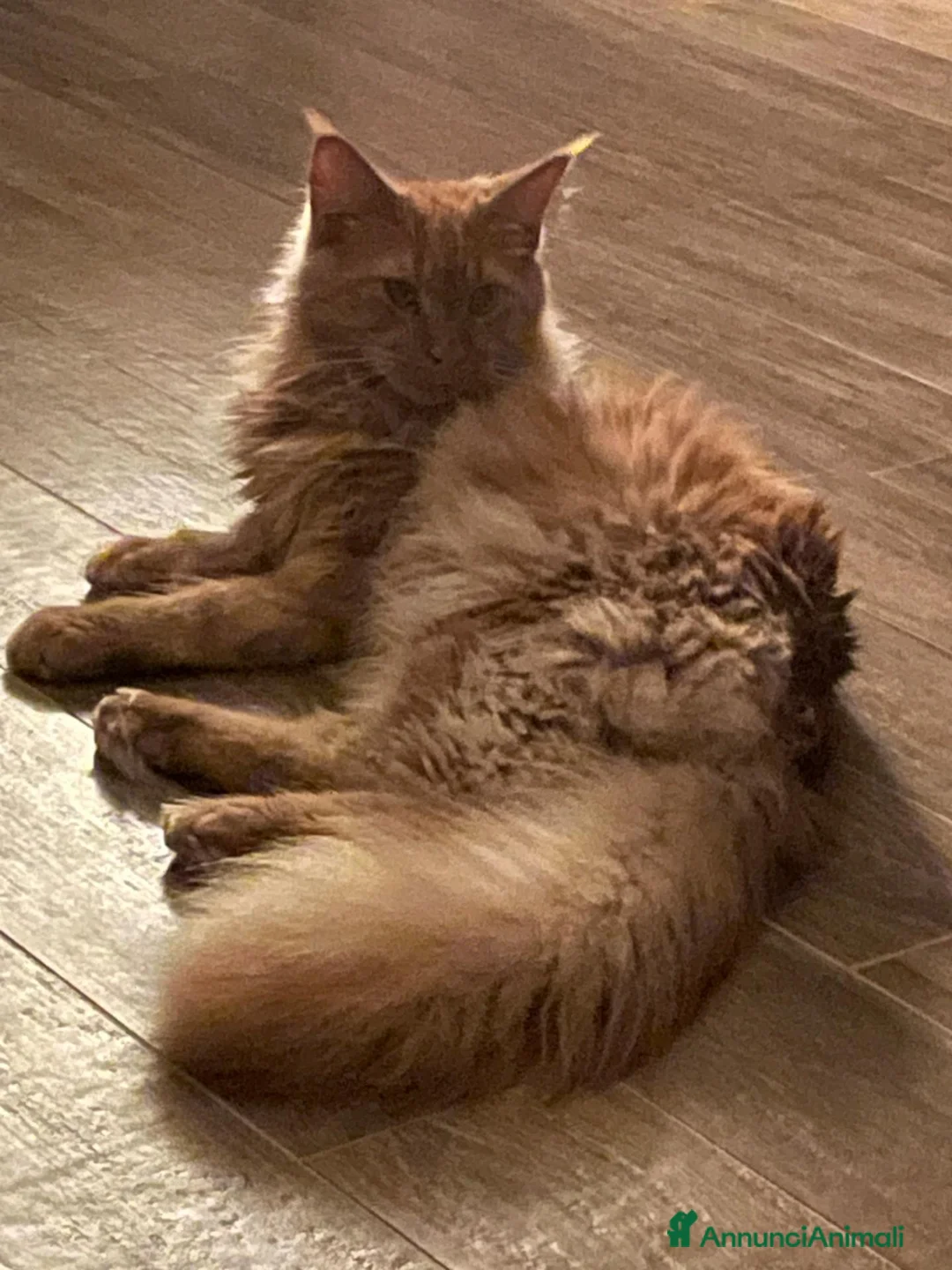 Maine Coon gatti in vendita: MERAVIGLIOSO MAINE COON DESIDERA TROVARE CASA a Città metropolitana di Sassari - Annuncio 2