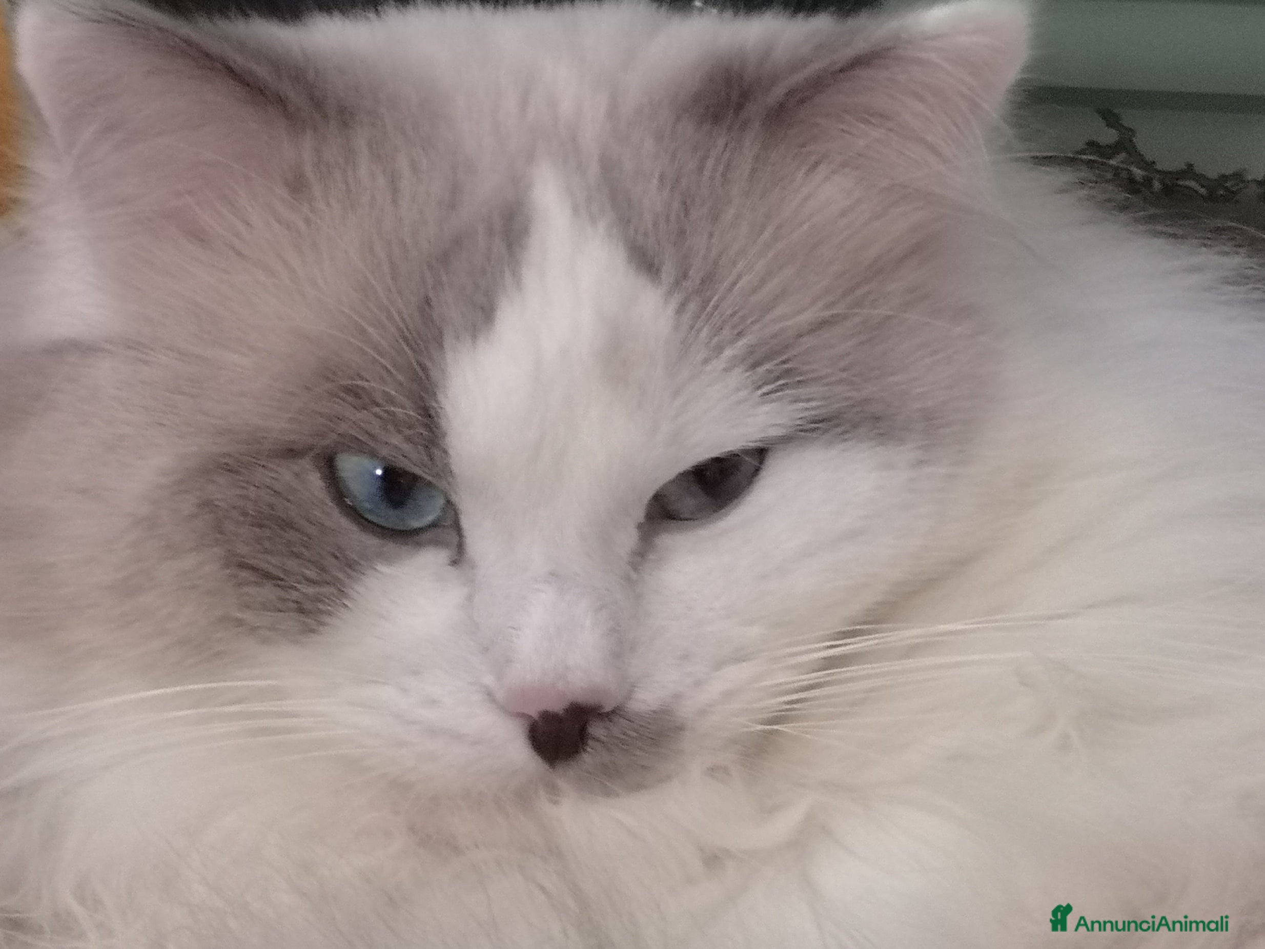 Ragdoll gatti Il regale Matisse cerca compagna - Annuncio 18