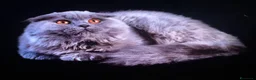 Scottish gatti in vendita: Gattini scottish straight e fold a Provincia di Padova - Annuncio 2