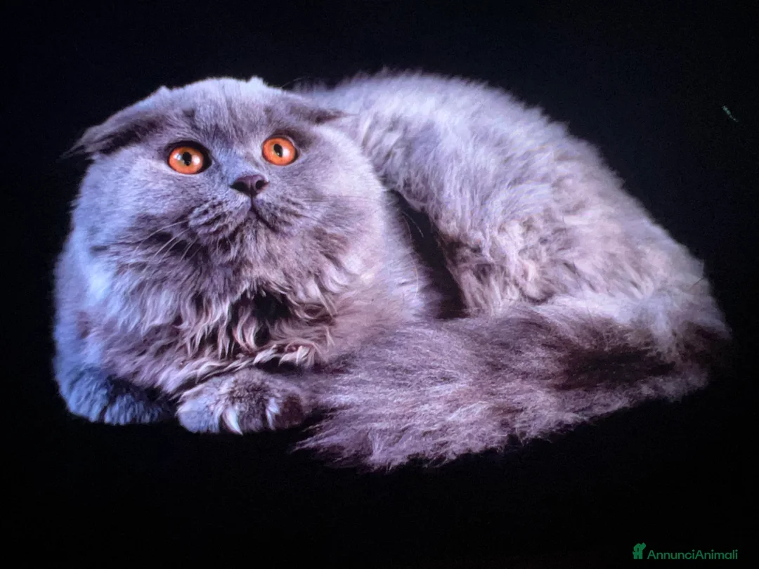Scottish gatti in vendita: Gattini scottish straight e fold a Provincia di Padova - Annuncio 2