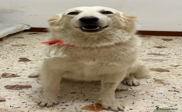 Golden Retriever cani - Annuncio 8