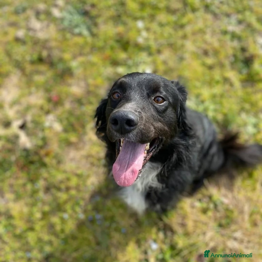 Meticcio cani in regalo: PRINCE dolce e sfortunato cerca adozione!!! - Annuncio 1