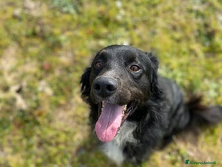 Meticcio cani PRINCE dolce e sfortunato cerca adozione!!! - Annuncio 1