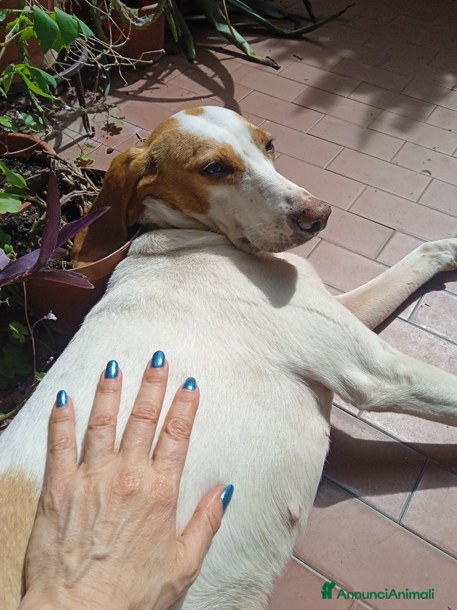 Segugio cani Segugia in cerca di adozione - Annuncio 2
