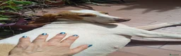 Segugio cani in regalo: Segugia in cerca di adozione - Annuncio 2