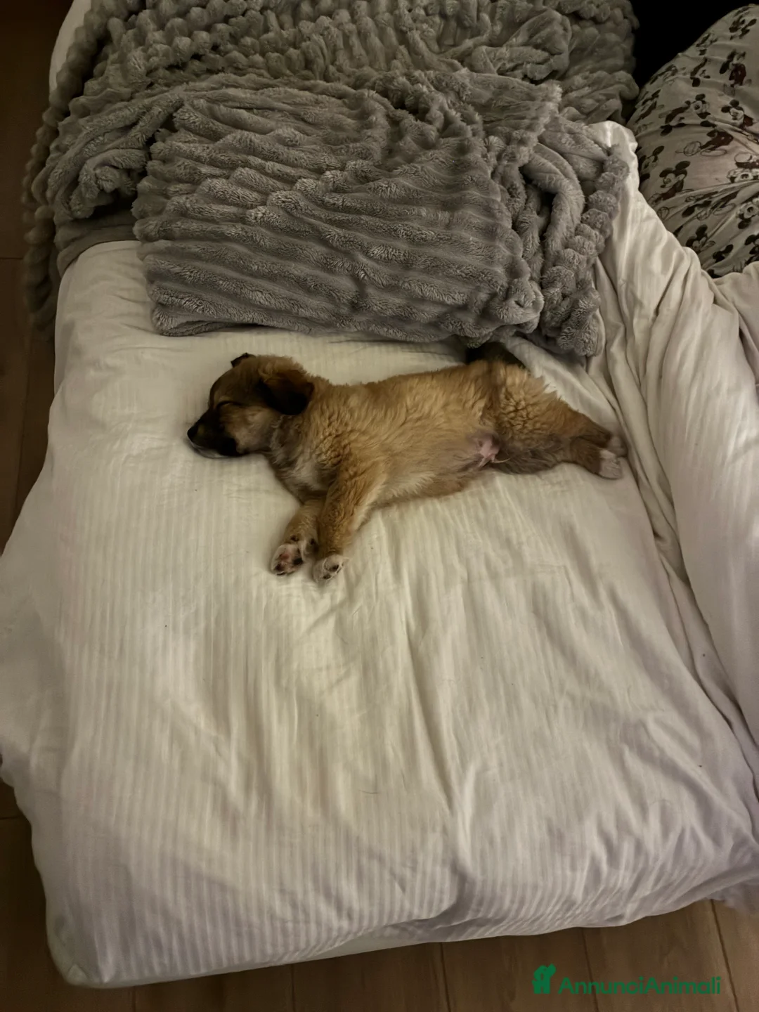 Meticcio cani in regalo: Cooper - Annuncio 6