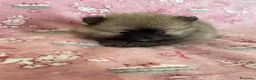 Volpino Pomerania cani in vendita: Adorabili cuccioli di Pomerania disponibili - Annuncio 12
