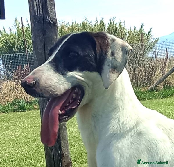 Meticcio cani Pippo Franco mix segugio in adozione a Provincia di Latina - Annuncio 22