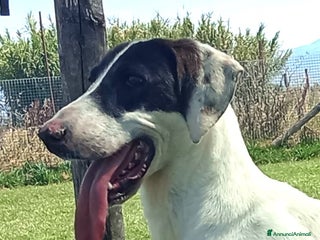 Meticcio cani Pippo Franco mix segugio in adozione a Provincia di Latina - Annuncio 42
