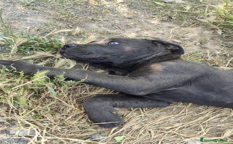Cane Corso cani a Città metropolitana di Palermo - Annuncio 1