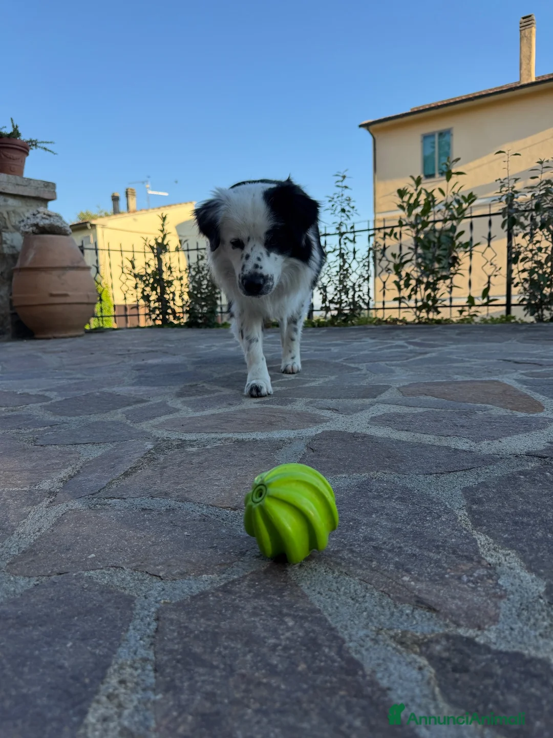 Border Collie cani per accoppiamento: Bellissimo Border Collie maschio per Monta a Provincia di Siena - Annuncio 4