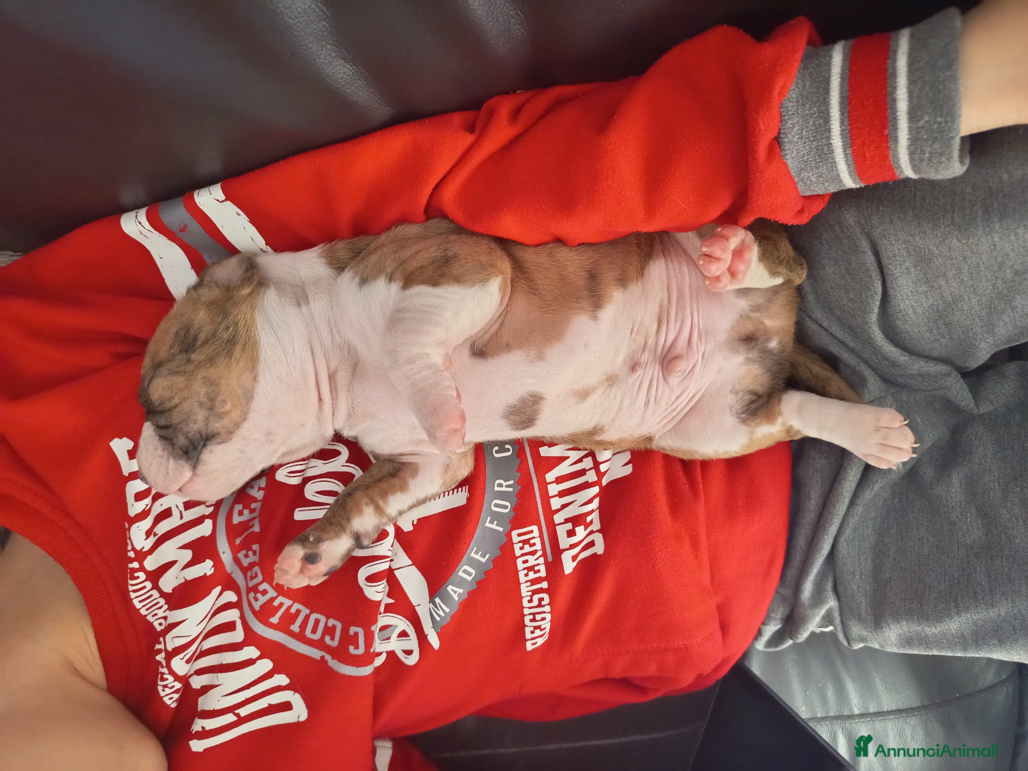 American Staffordshire cani Cuccioli Amstaff Splendidi - Annuncio 10