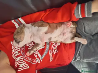 American Staffordshire cani Cuccioli Amstaff Splendidi - Annuncio 10