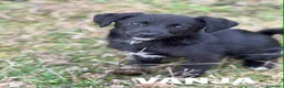 Meticcio cani in regalo: VANJA, scricciola impaurita in canile! TG PICCOLA - Annuncio 3