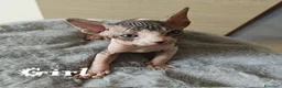 Sphynx gatti in vendita: Cuccioli Sphynx - Annuncio 8