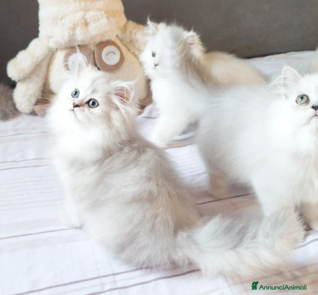 Persiano gatti in vendita: Cuccioli persiani Chinchillà  - Annuncio 8