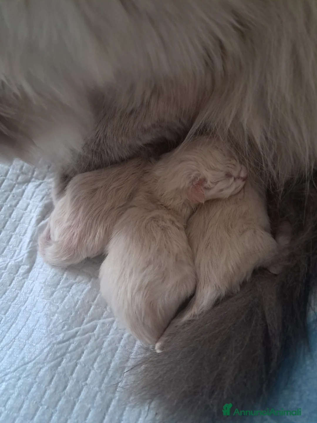 Siberiano gatti in vendita: Cuccioli siberiani neva  - Annuncio 4