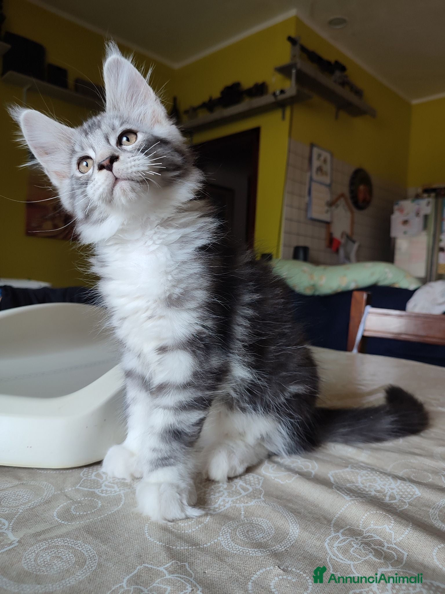 Maine Coon gatti Gattini Maine Coon Allevamento Amatoriale  - Annuncio 8