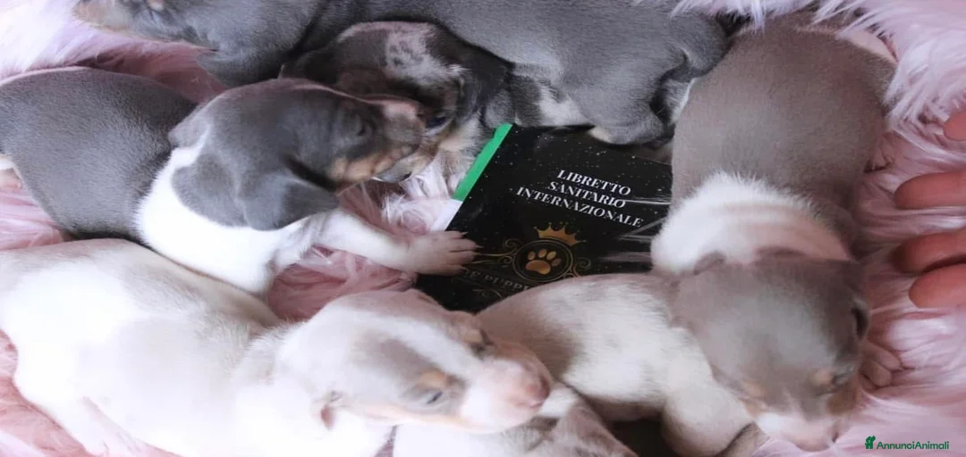 Immagine della galleria {{count}}