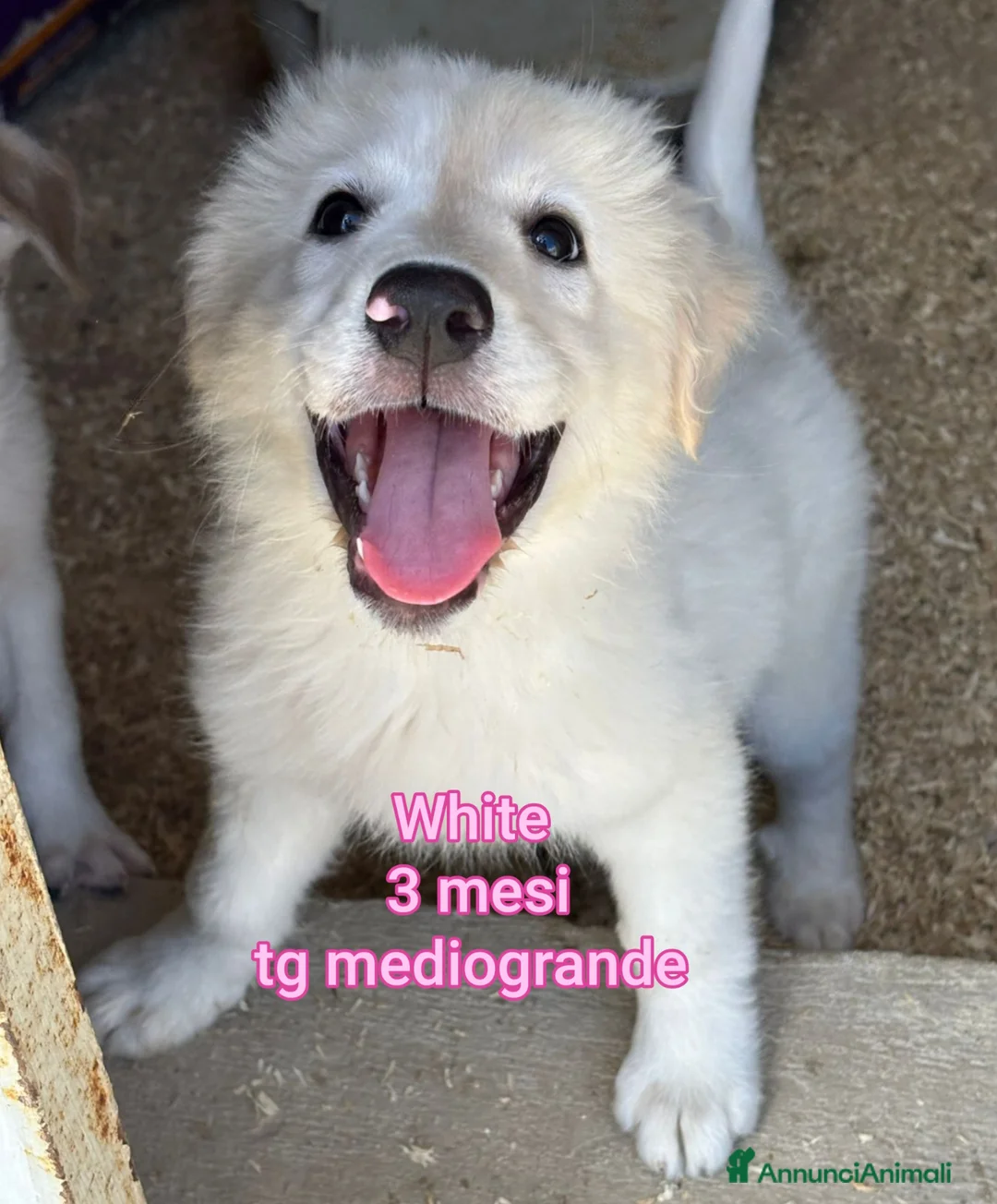 Meticcio cani in regalo: CUCCIOLI ESCLUSI E SOLI a Città Metropolitana di Genova - Annuncio 14