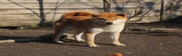 Shiba Inu cani in vendita: Shiba cuccioli con pedigree  a Provincia di Pavia - Annuncio 3