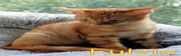 Europeo gatti in regalo: FULVIO PICCOLO GATTINO ROSSO TABBY - Annuncio 4