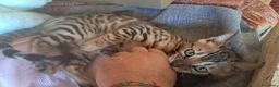 Bengala gatti in vendita: Bengala cuccioli  a Provincia di Ravenna - Annuncio 12