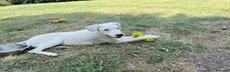 Meticcio cani in regalo: Alice - Annuncio 3