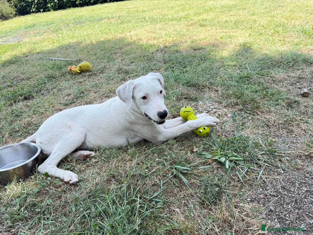 Meticcio cani in regalo: Alice - Annuncio 3