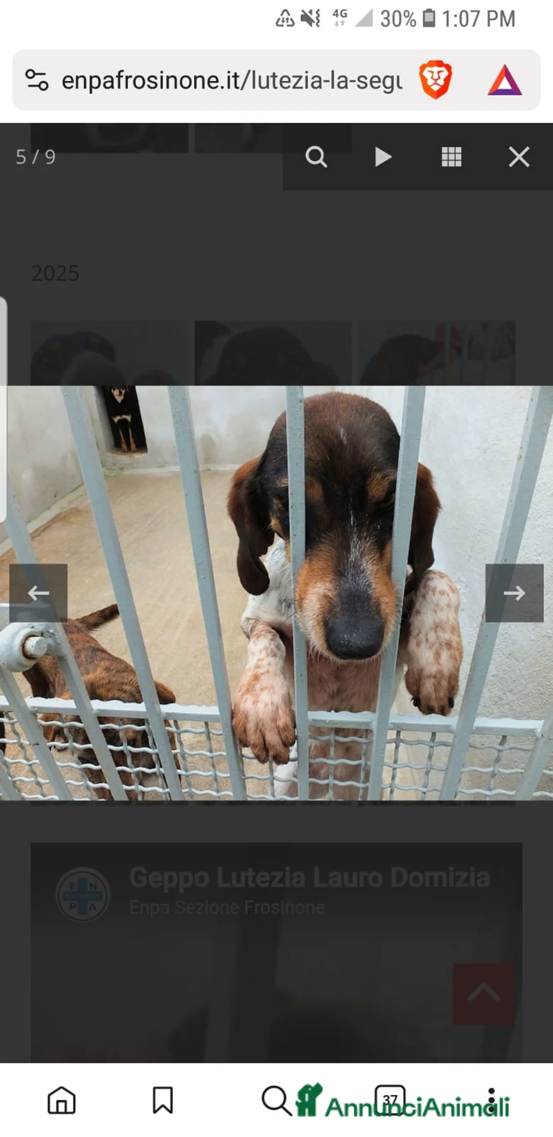 Segugio cani in regalo: ADOZ.DEL CUORE: cacciatore di m** come sempre… - Annuncio 6