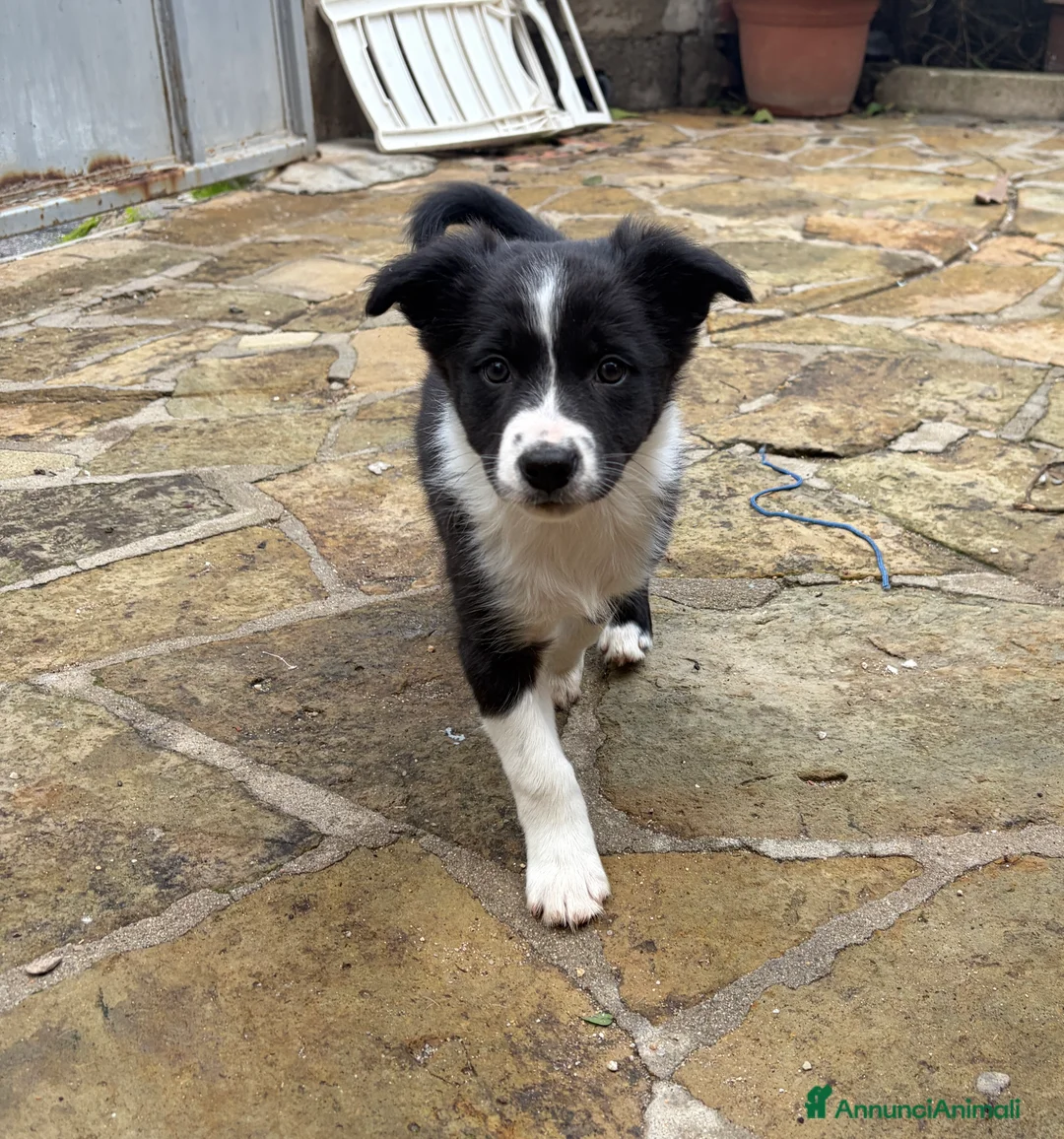 Border Collie cani in vendita: Cuccioli border collie  - Annuncio 3