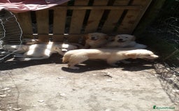 Golden Retriever cani in vendita: Carattere docile linea da lavoro inglese la mamma  a Provincia autonoma di Trento - Immagine 3