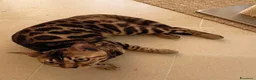 Bengala gatti in vendita: Bengala gattini maschio e femmina  - Annuncio 6