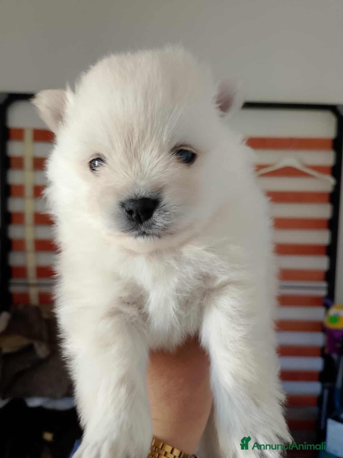 Volpino Pomerania cani Volpino Pomerania  - Annuncio 21