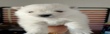 Volpino Pomerania Cucciolo 1