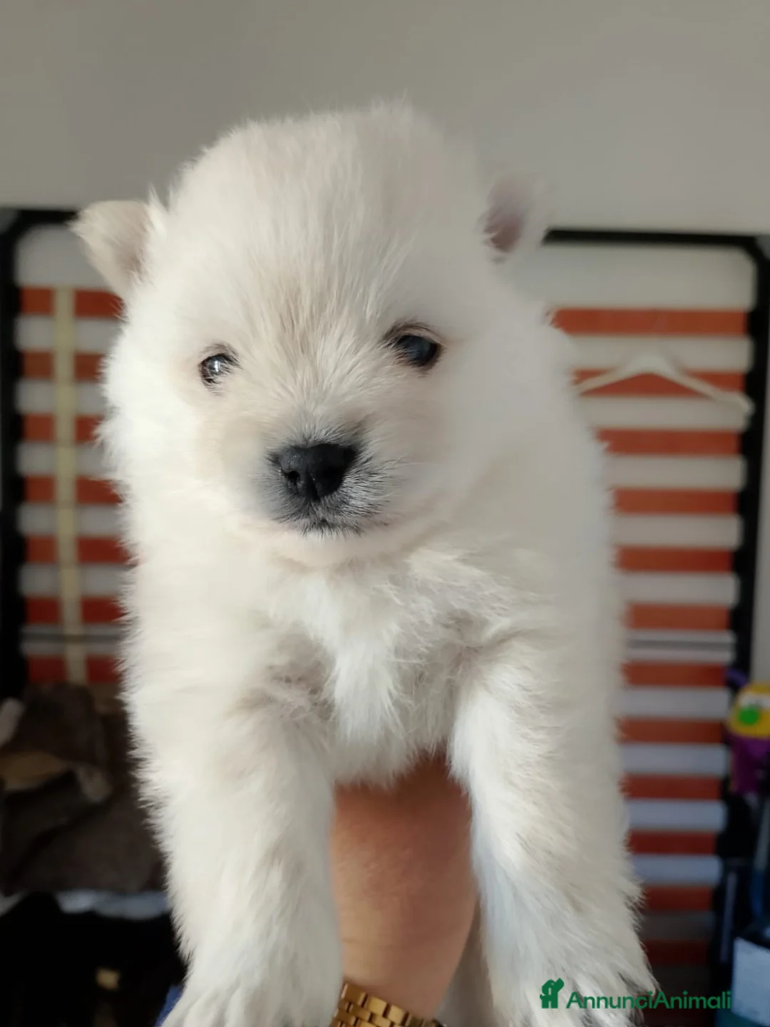 Volpino Pomerania cani in vendita: Volpino Pomerania  - Annuncio 1