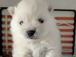 Volpino Pomerania cani Volpino Pomerania - Annuncio 21