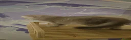 Scottish gatti in vendita: Scottish  - Annuncio 7