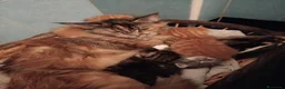 Meticcio gatti in regalo: Gatti - Annuncio 2