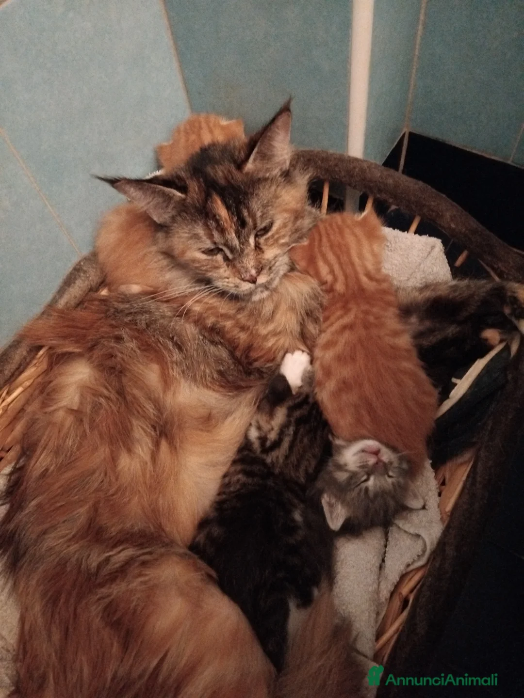 Meticcio gatti in regalo: Gatti - Annuncio 2