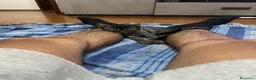 Altre razze gatti in regalo: Regalo gatto randaggio  a Città Metropolitana di Bologna - Annuncio 4