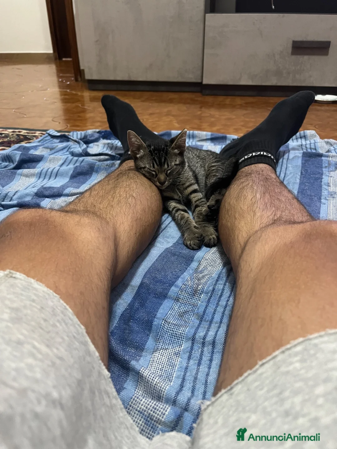 Altre razze gatti in regalo: Regalo gatto randaggio  a Città Metropolitana di Bologna - Annuncio 4