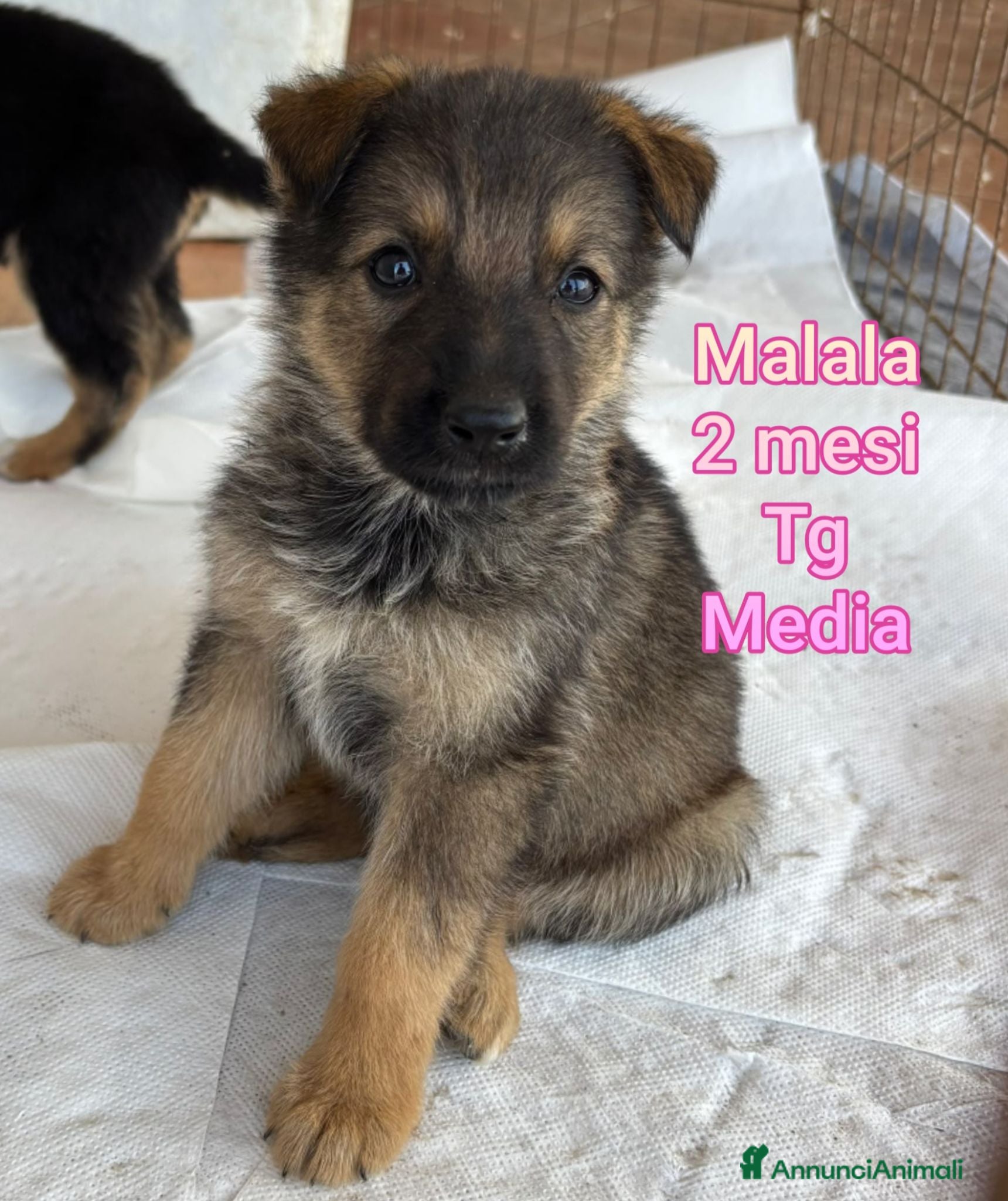 Meticcio cani CUCCIOLI ABBANDONATI: EMERGENZA  - Annuncio 35