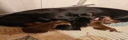 Bassotto Nano cani in vendita: Bassotti cuccioli  a Provincia di Taranto - Annuncio 1
